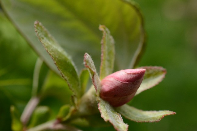 Celfypridd 010615 028.JPG