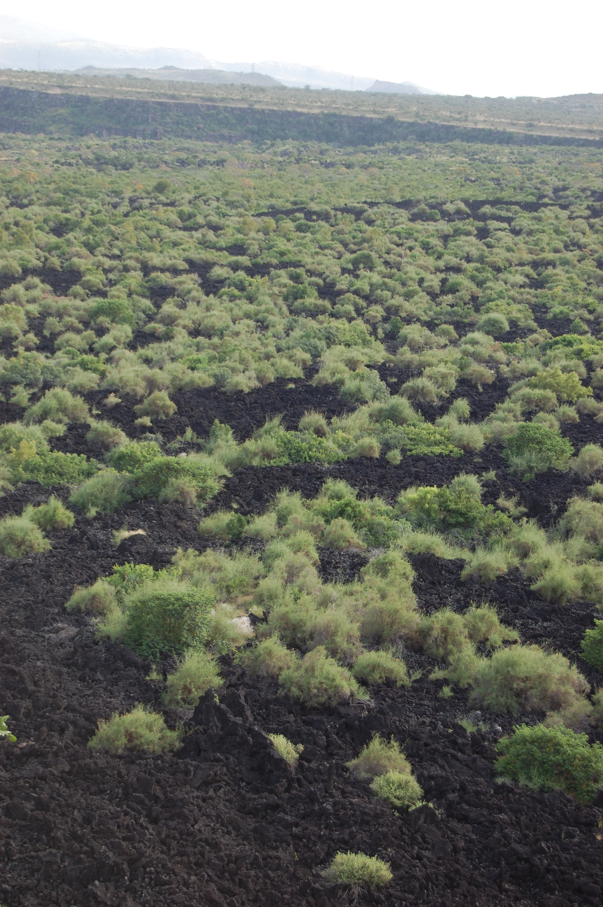 On the road to Matehara (11).JPG