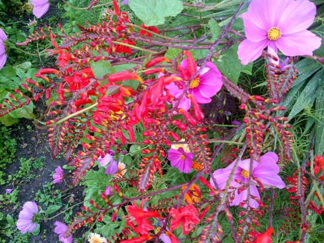 flowers in the kitchen garden 2015 006